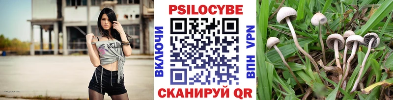 закладка  Горно-Алтайск  Псилоцибиновые грибы Psilocybine cubensis 
